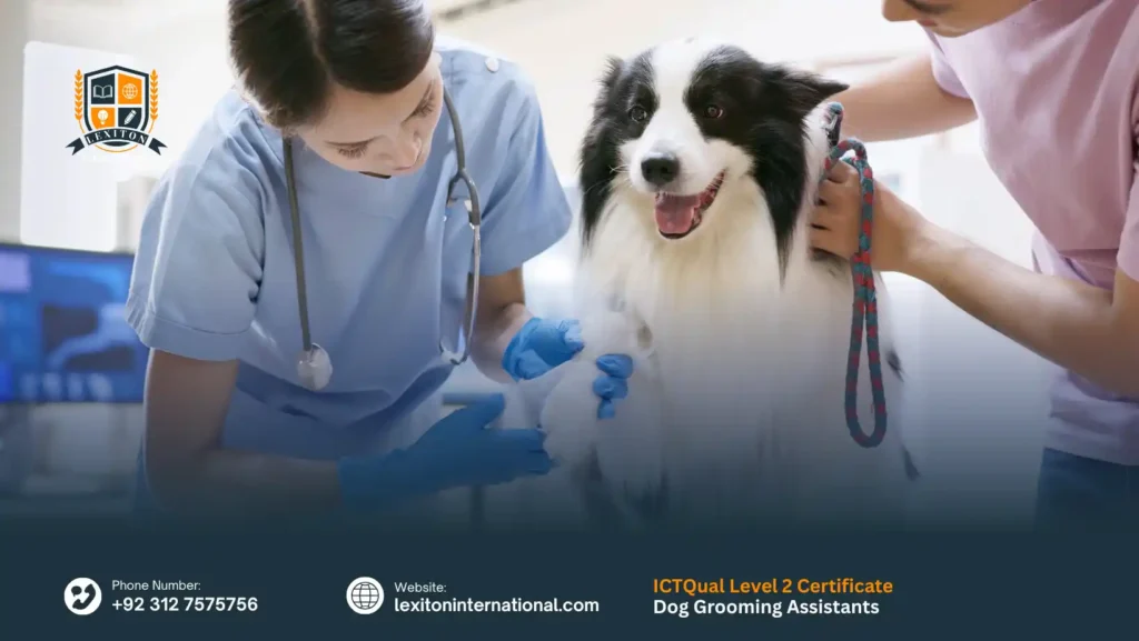 ICTQual Level 2 Certificate for Dog Grooming Assistants