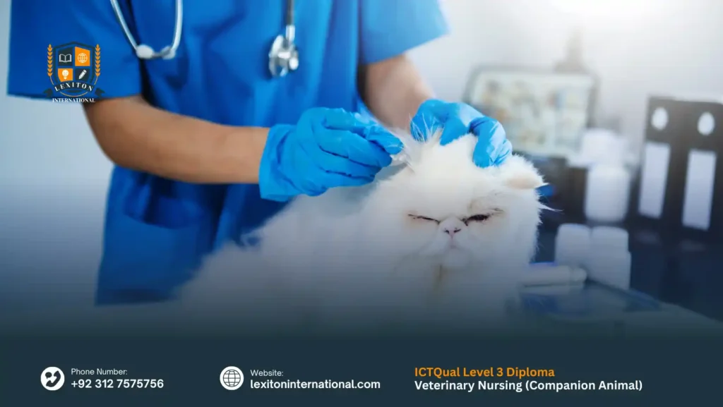 ICTQual Level 3 Diploma in Veterinary Nursing (Companion Animal)