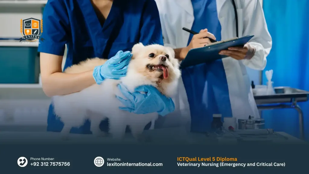 ICTQual Level 5 Diploma in Advanced Veterinary Nursing (Emergency and Critical Care) 