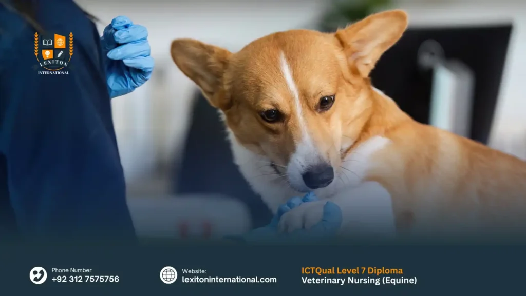 ICTQual Level 7 Diploma in Veterinary Nursing (Equine)