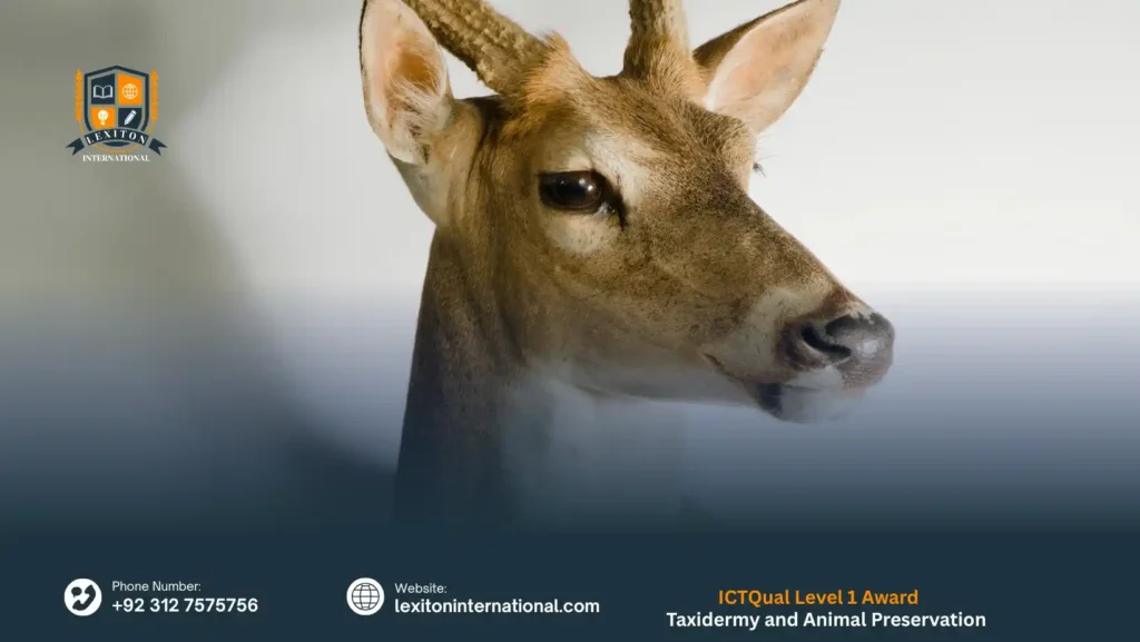 ICTQual Level 1 Award in Taxidermy and Animal Preservation Techniques