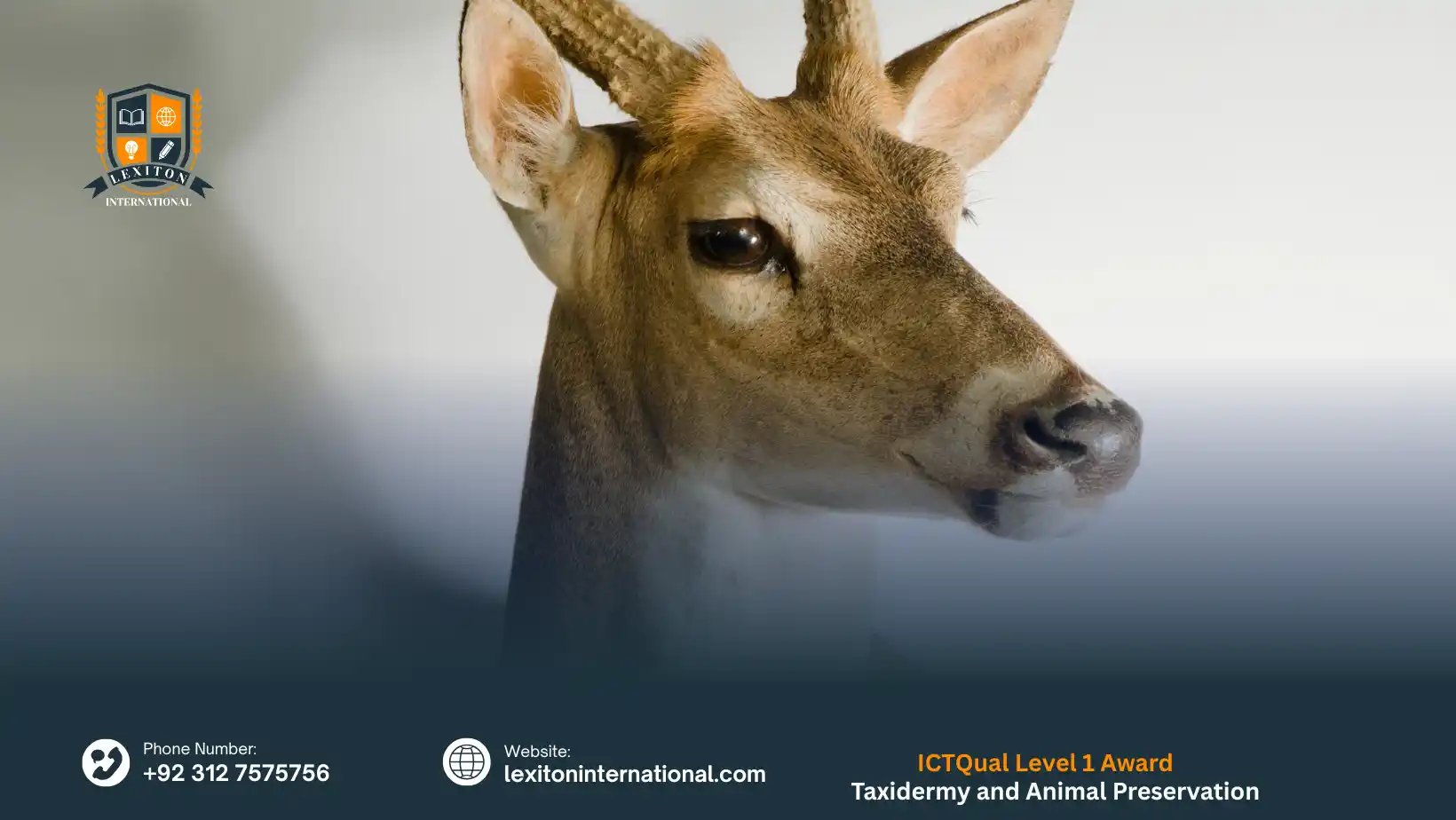 ICTQual Level 1 Award in Taxidermy and Animal Preservation Techniques