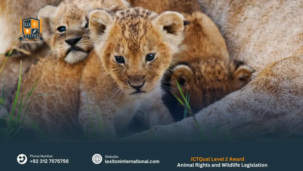 ICTQual Level 2 Award in Animal Rights and Wildlife Legislation