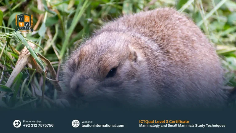 ICTQual Level 3 Certificate in Mammalogy and Small Mammals Study Techniques