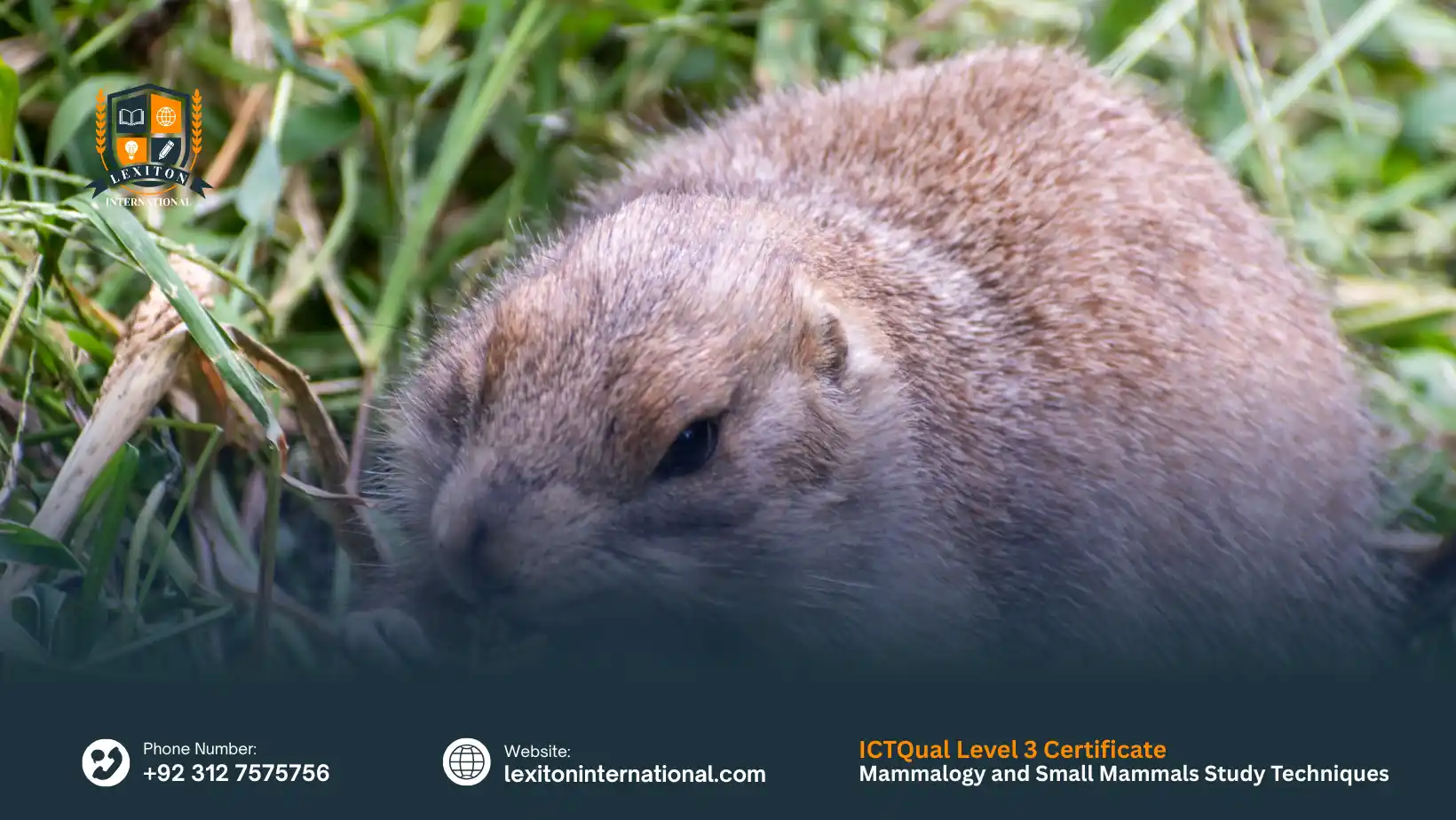 ICTQual Level 3 Certificate in Mammalogy and Small Mammals Study Techniques