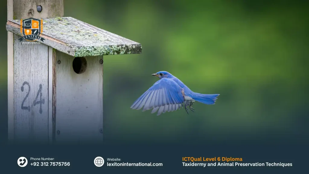 ICTQual Level 6 Diploma in Taxidermy and Animal Preservation Techniques