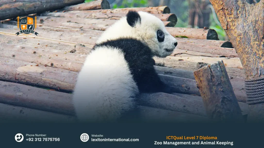 ICTQual Level 7 Diploma in Zoo Management and Animal Keeping