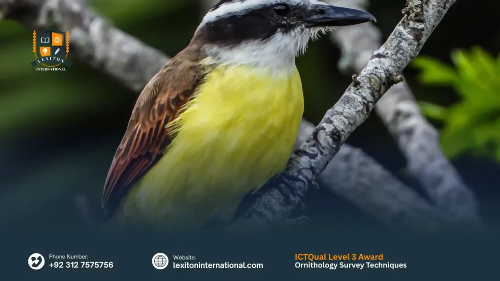 ICTQual Level 3 Award in Ornithology Survey Techniques