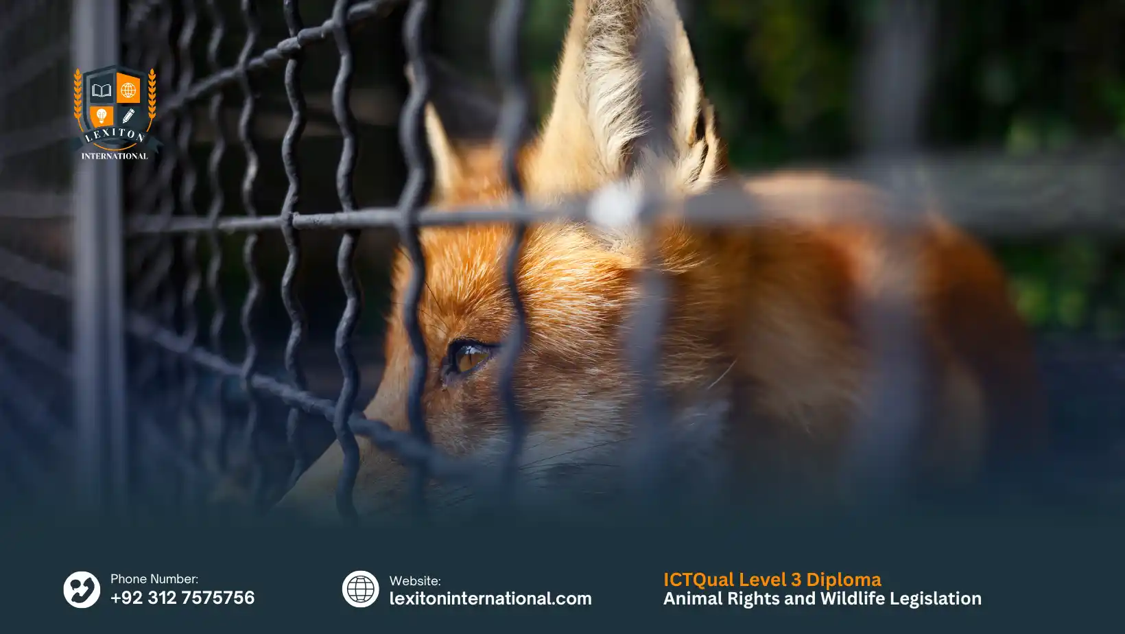 ICTQual Level 3 Diploma in Animal Rights and Wildlife Legislation