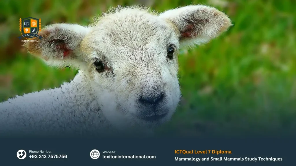 ICTQual Level 7 Diploma in Mammalogy and Small Mammals Study Techniques