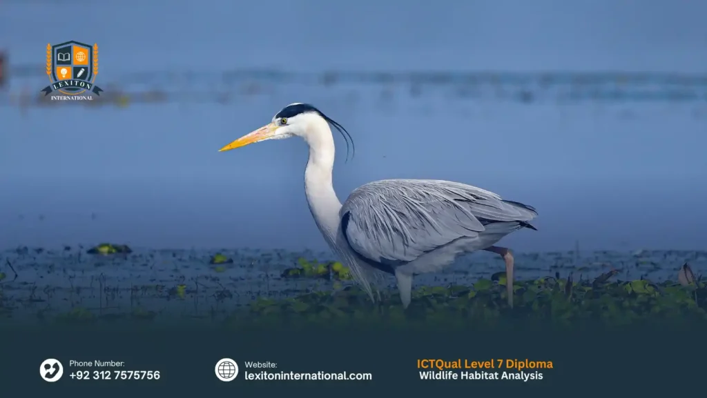 ICTQual Level 7 Diploma in Wildlife Habitat Analysis