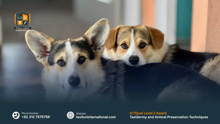 ICTQual Level 2 Award in Taxidermy and Animal Preservation Techniques