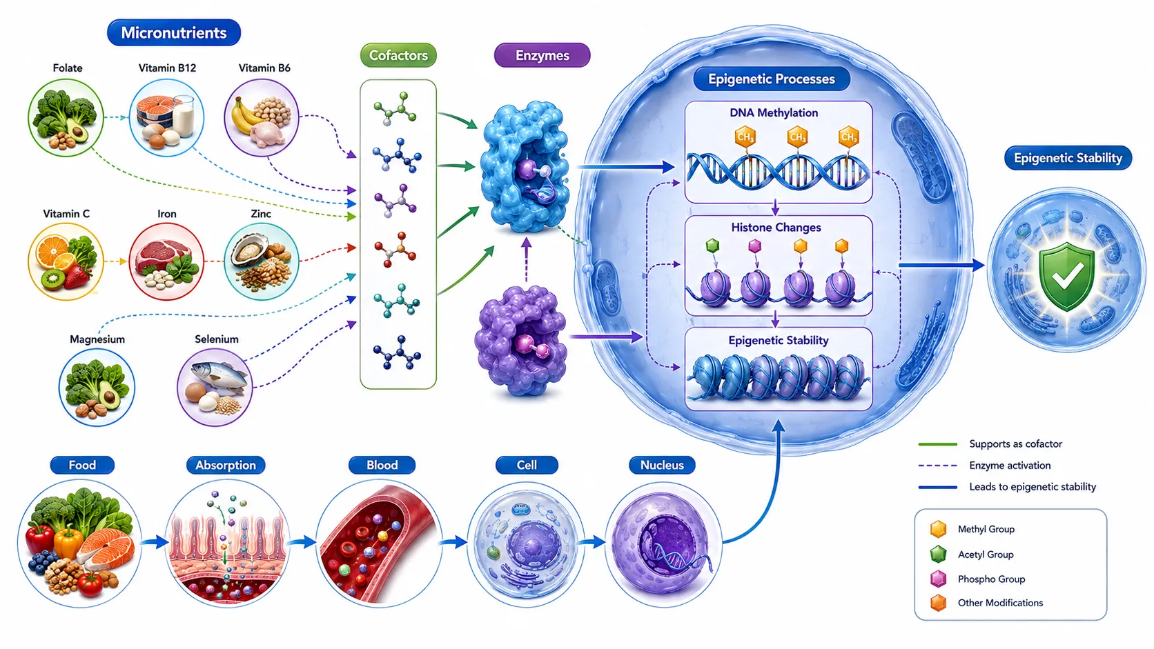 Lesson no 1 : Investigate gene–nutrient interactions and epigenetic influences. 6 Micronutrients to Epigenetic Stability